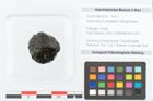 Foto (Objekt + Etikett) von Asterocaryum europaeum Ettingshausen (NHMW-GEO-2024-0188-9179)